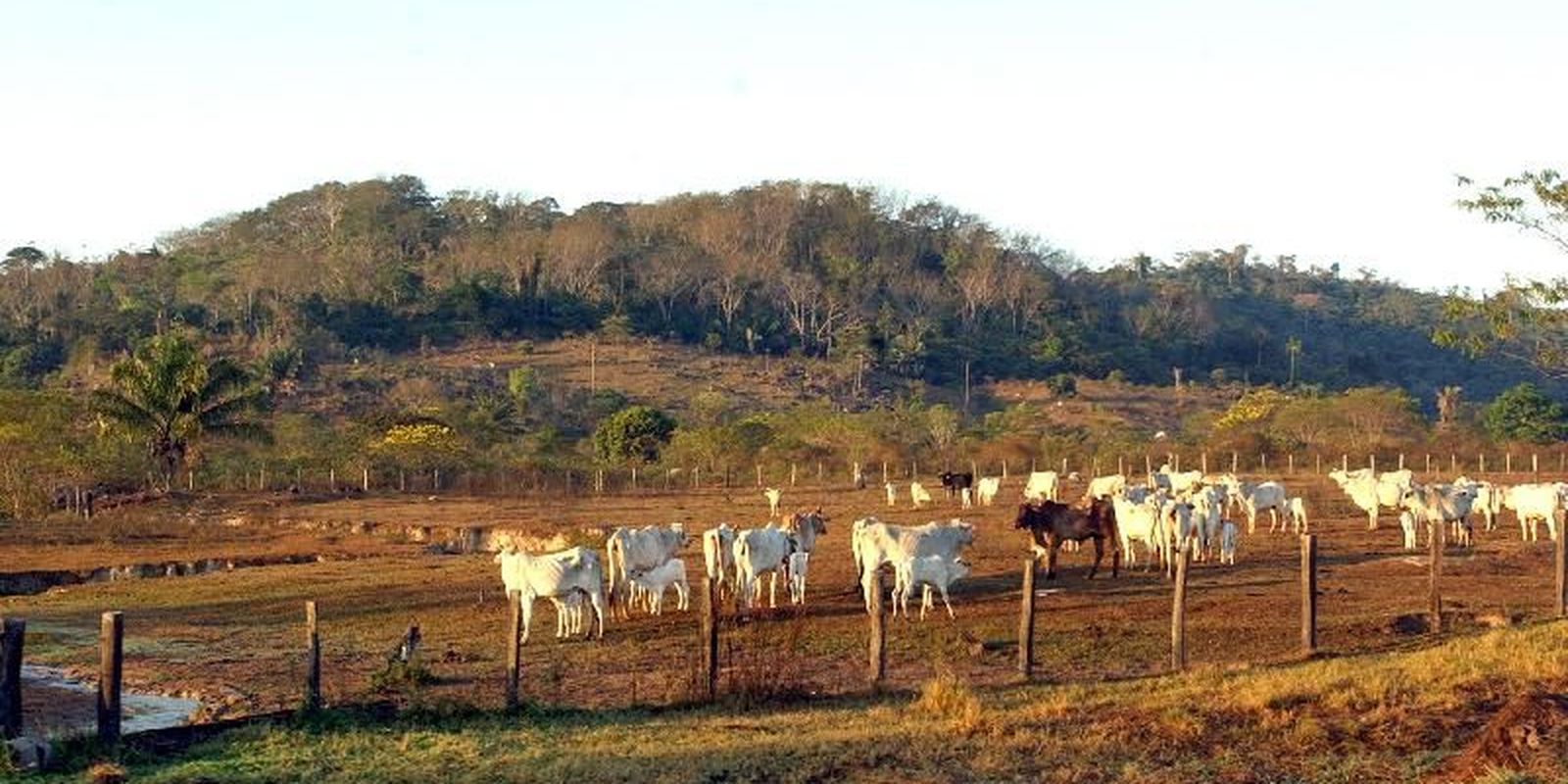 Agro avança e ocupa 30,5% do entorno de áreas protegidas na Amazônia