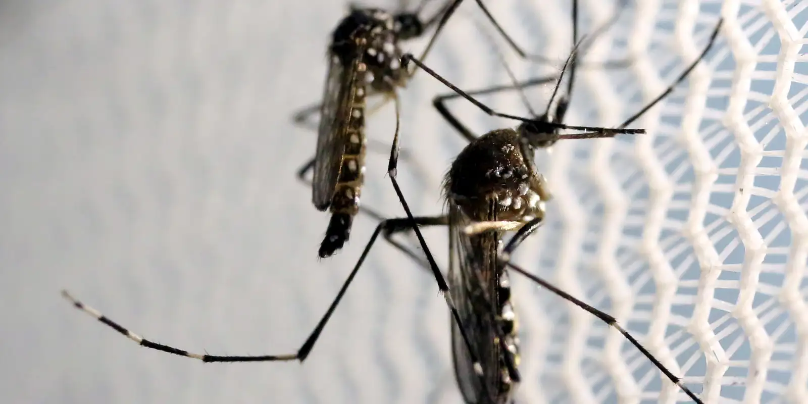 LIRAa aponta: 49,2% dos municípios em alerta para Aedes aegypti